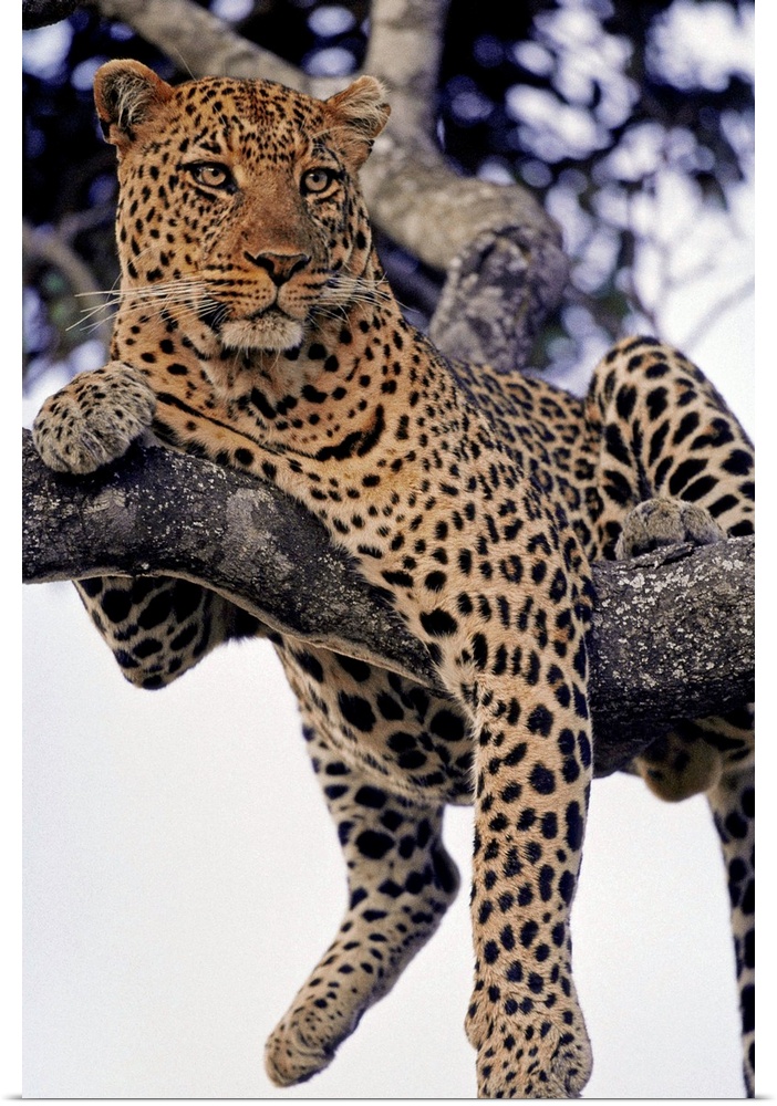 A male leopard drapes himself over a tree branch in Kenya's Masai Mara National Reserve.