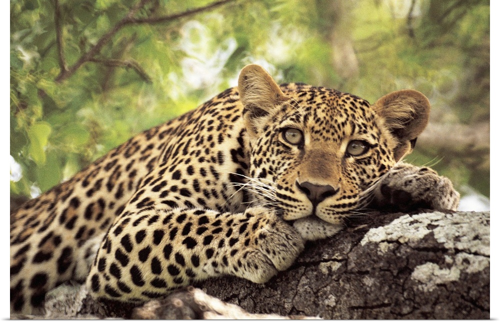 A spotted leopard sits in a tree staring at the camera.