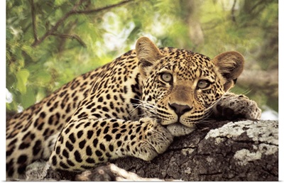 Leopard (Panthera pardus) lying in tree