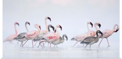 Lesser Flamingoes In Fog