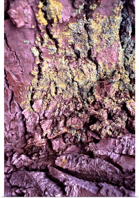Lichen on tree bark