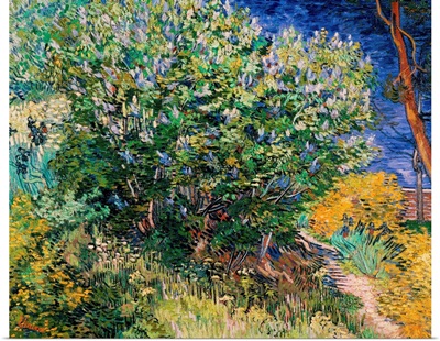 Lilac Bush By Vincent Van Gogh