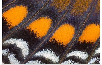 Limenitis a. astyanax butterfly wing details
