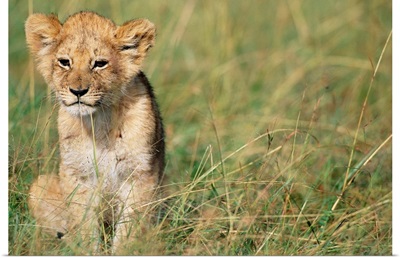 Lion Cub Sitting In Grass
