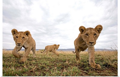 Lion Cubs In Masai Mara Game Reserve, Kenya