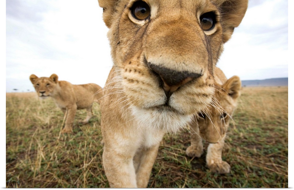 Lion cubs (Panthera leo) stalking toward remote camera with wide angle lens. Photograph by Paul Souders.