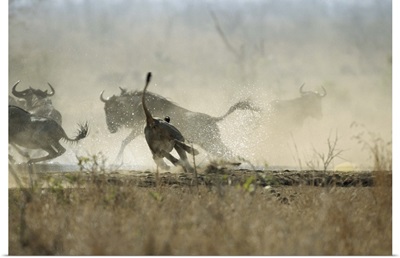 Lion running after its prey in the savanna