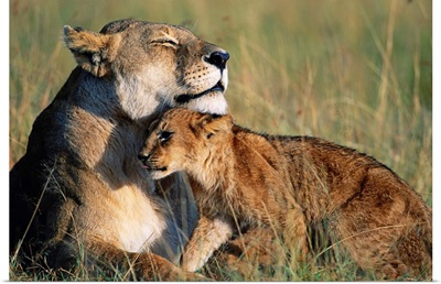 Lioness And Cub Resting On The Savanna
