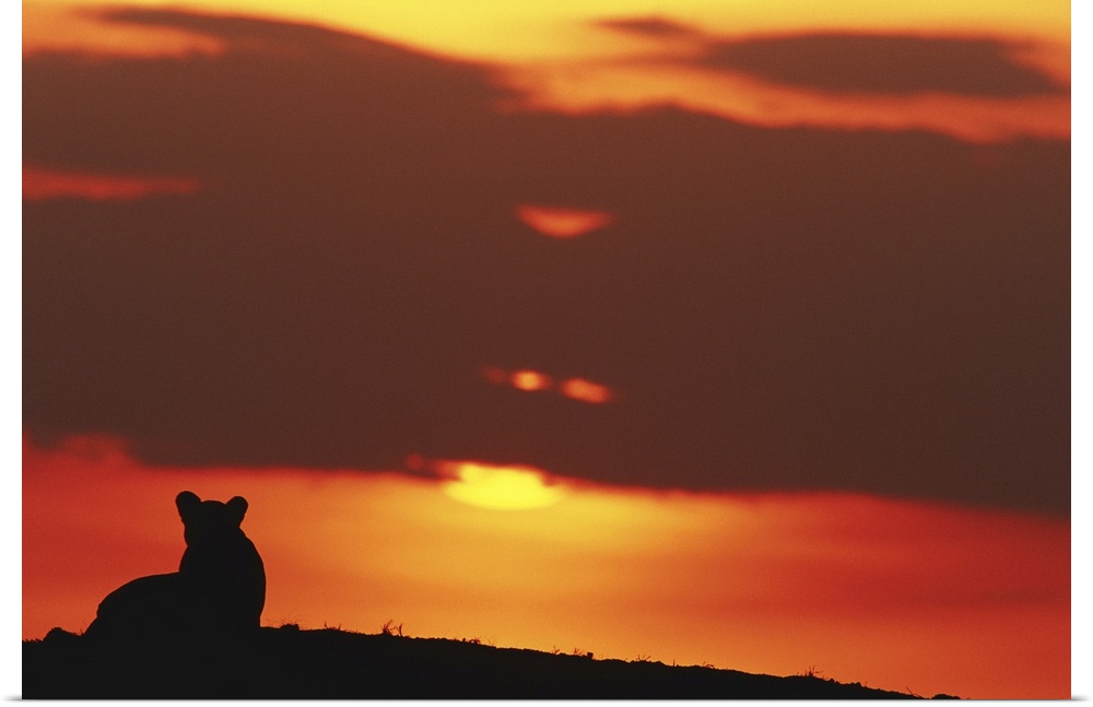 Lioness (Panthera leo) sitting, at sunset, Masai Mara, Kenya