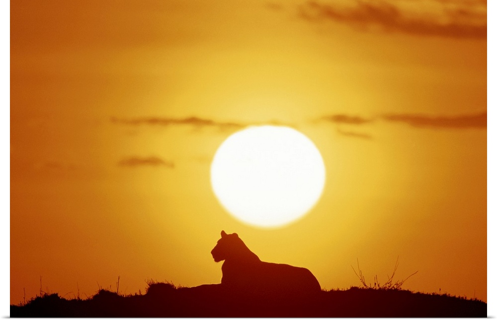 Landscape, large photograph of the silhouette of a female lion, lying under the bright sun as it sets, against a fiery sky...
