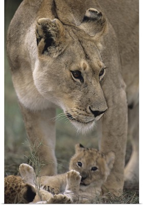Lioness (Panthera leo) with cubs on savannah, Kenya