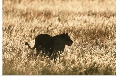 Lioness silhouetted in long grass at dusk.