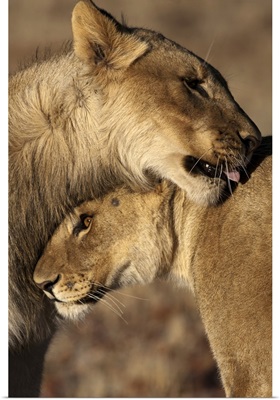 Lions (Panthera leo) pair bonding, Skeleton Coast, Namib Desert, Namibia