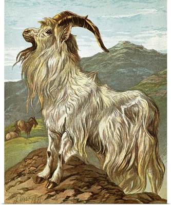Lithograph Of Mountain Goat