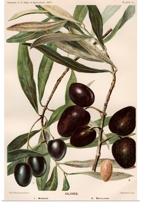 Lithograph Of Olives By D.G. Passmore