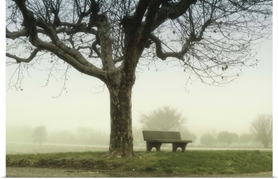 Lonely bench beneath tree in winter with trees and mist on background.