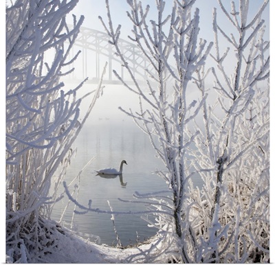 Lonely swan in ice snow covered landscape with bridge in background throughout mist.