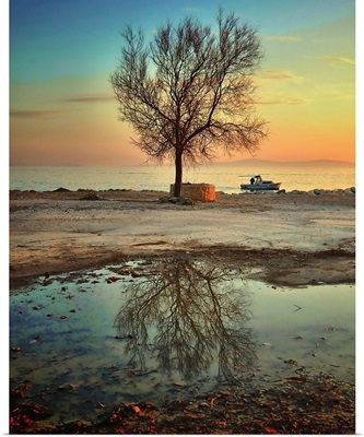 Lonely tree, Croatia