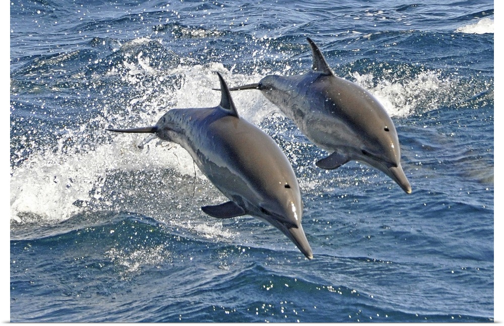 These are Long-beaked Common Dolphins (Delphinus capensis), a highly energetic and acrobatic species that likes to bow rid...