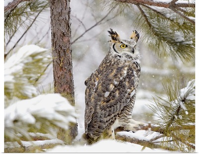 Long eared owl sitting on a pine tree branch
