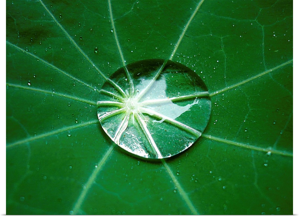 Close-up of a raindrop in the center of a nasturtium leaf, exhibiting the lotus effect, thereby also magnifiying the veins...