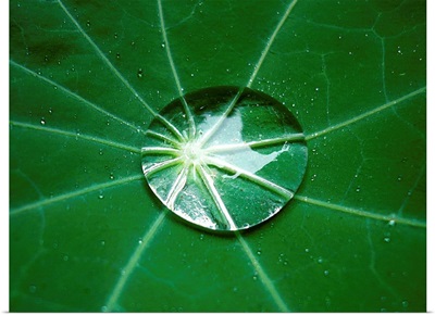 Lotus Effect on Dark Green Leaf