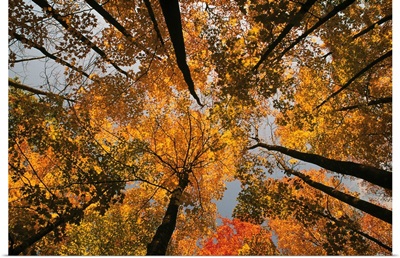 Low angle view looking up autumn through trees, New England, US