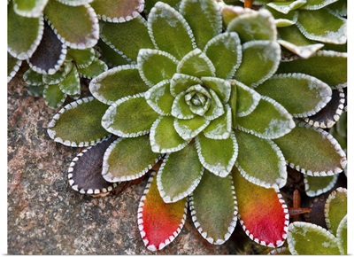 Macro image of Saxifraga paniculata plant with  leaves turning red.