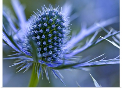 Macro image of Sea Holly  perennial with hairless and usually spiny leaves