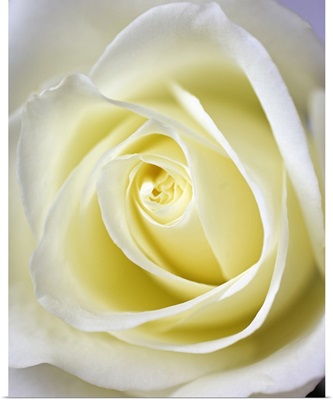 Macro image of the inside of a white rose.