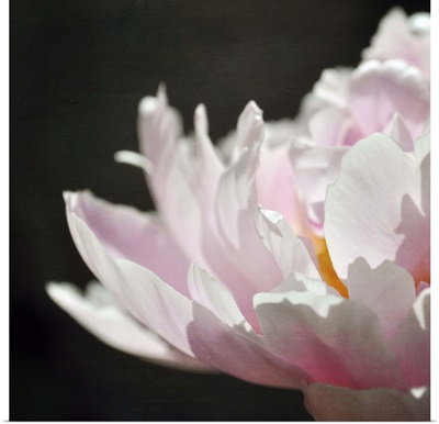 Macro of pale pink petals in natural light against black background.