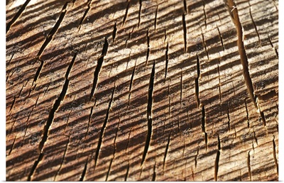 Macro photography of cut wood, took Loray, small city at east of France.