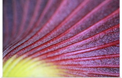 Macro shot of a tropical flower