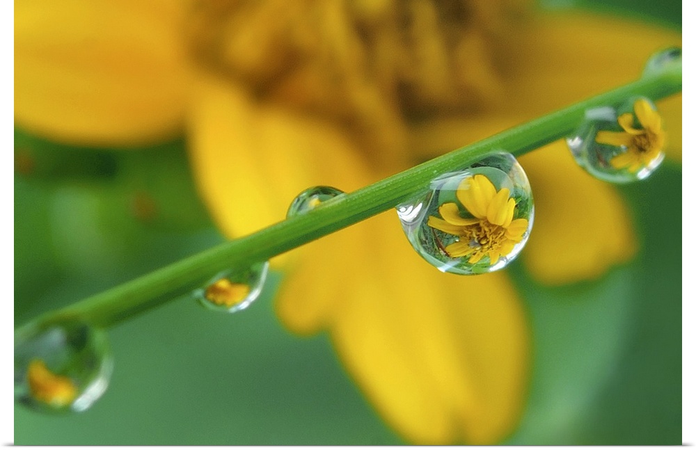 Up-close photograph of water droplets on a blade of grass with blurred flower in the distance.