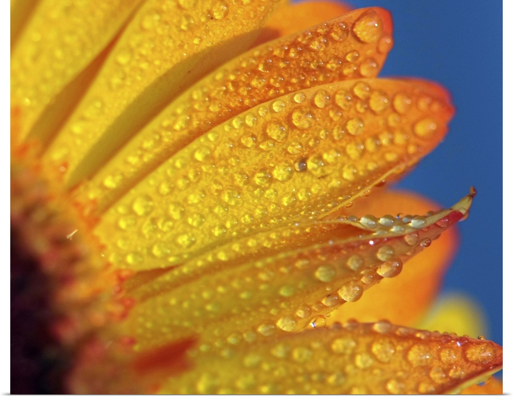 Macro yellow flower with rain dropes