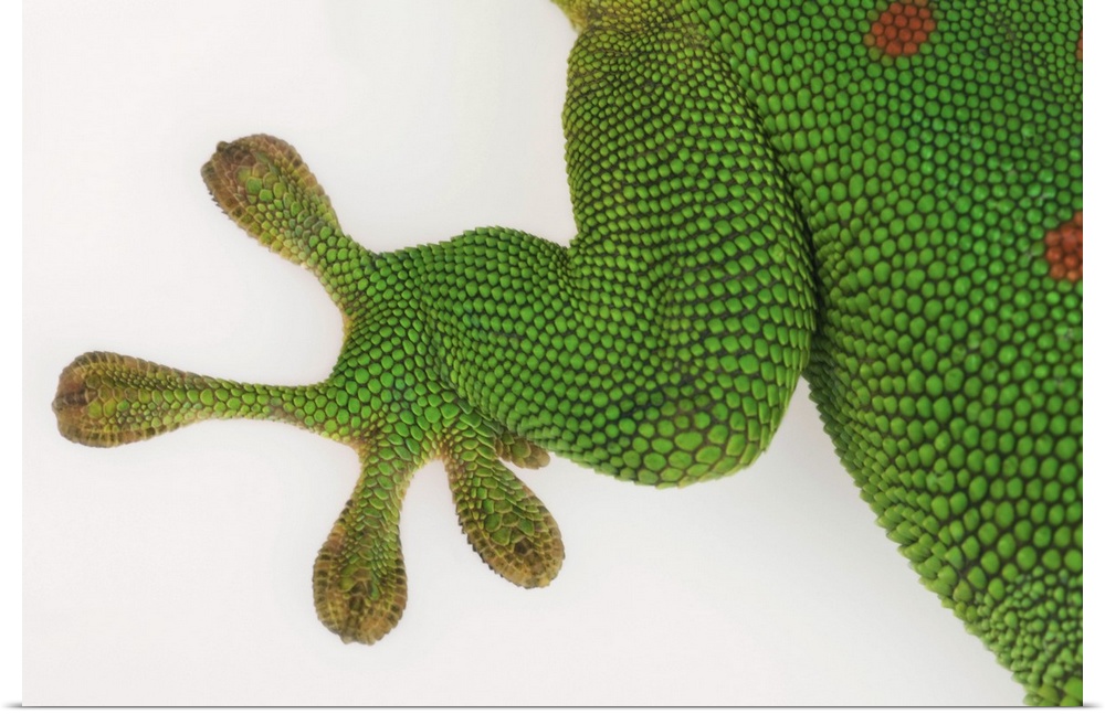 Madagascar day gecko (Phelsuma madagascariensis madagascariensis) Close up of foot. Diurnal subspecies of gecko. Prefered ...