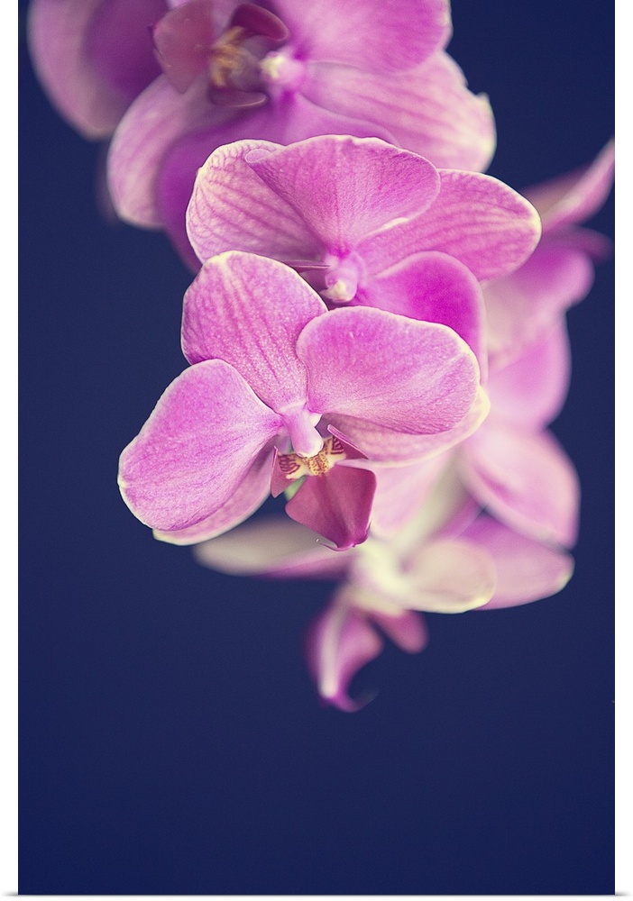 Magenta pink orchid on black background.