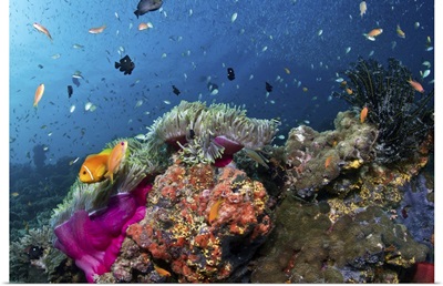 Magnificent anemone coral at Dega Thila, Eboodhoo atoll.