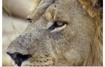 Magnificent male Lion residing in the Okavango Delta region of Botswana.