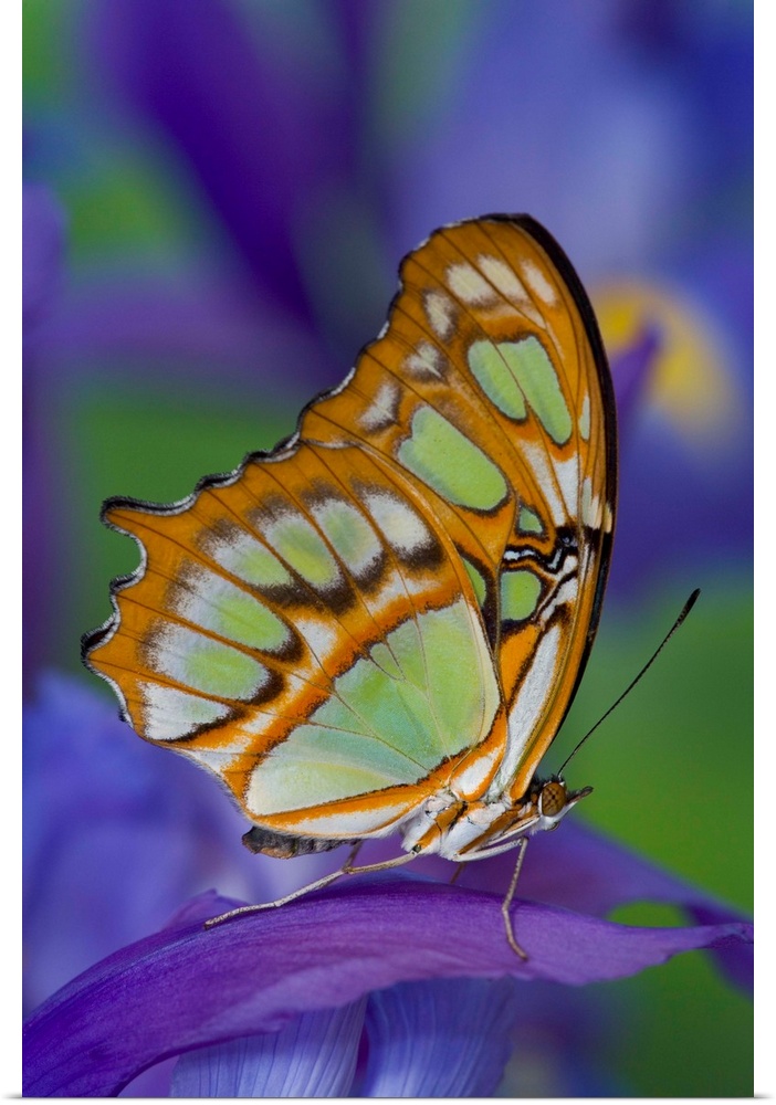 This butterfly is found from Brazil north through Central America, the West Indies, to southern Florida and South Texas.
