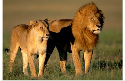 Male And Female Lion