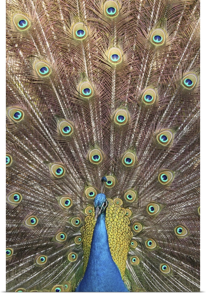 Male Indian peacock with full display of feathers.