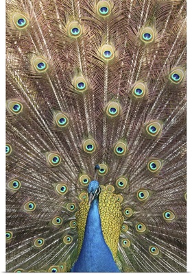 Male Indian peacock with full display of feathers.