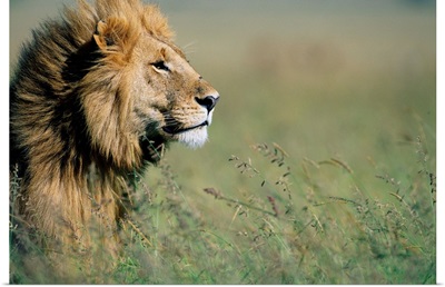 Male Lion In Tall Grass