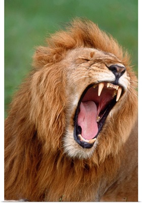 Male Lion Tearing His Mouth Open