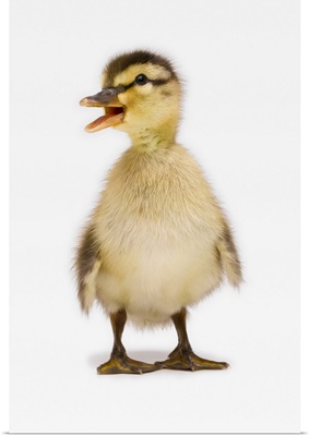 Mallard duckling (Anas platyrhynchos)