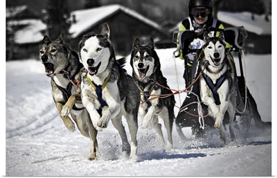 Man with group of dogs mushing in snow, Switzerland.