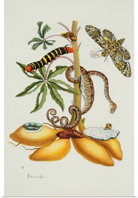 Maniok Illustration From The Little Book Of Wonders Of The Tropics