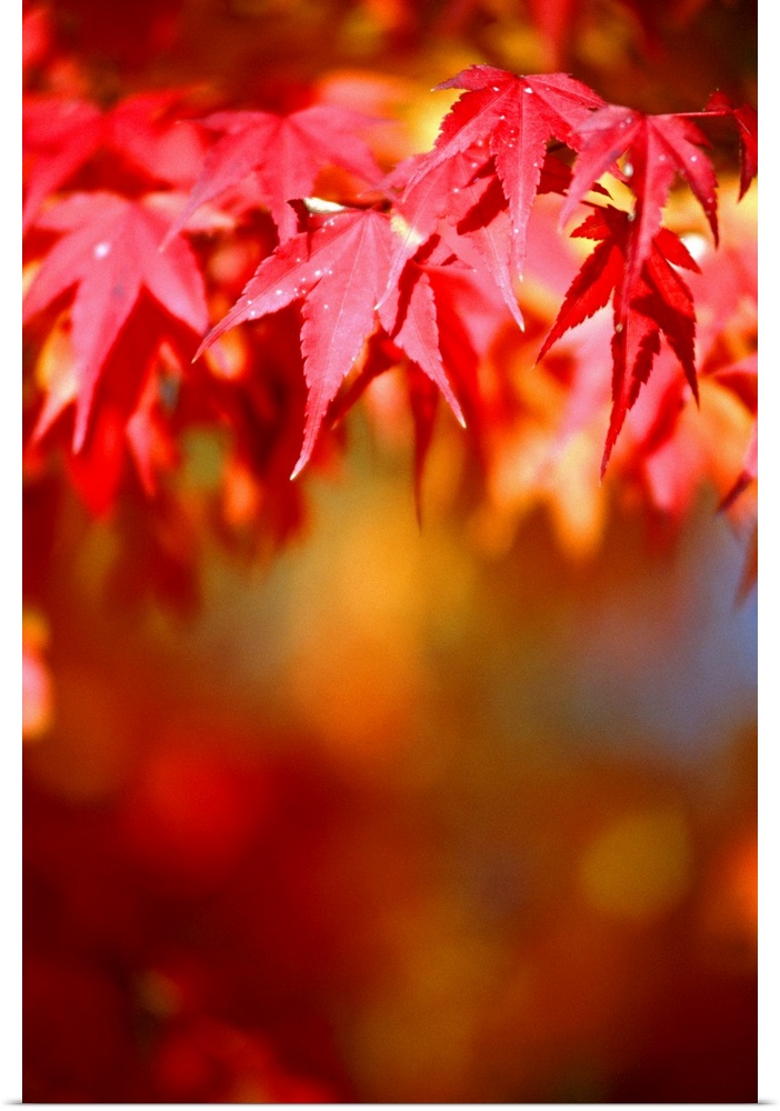 Maple leaf in autumn (differential focus)