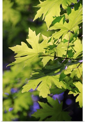 Maple leaves in spring